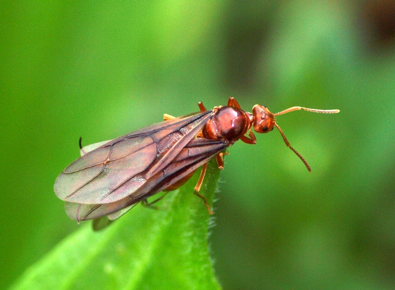 Coppia di Prenolepis nitens in copula